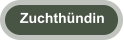 Zuchthndin